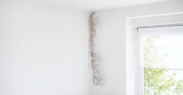 Trusted Liverpool, NY Mold Removal Experts