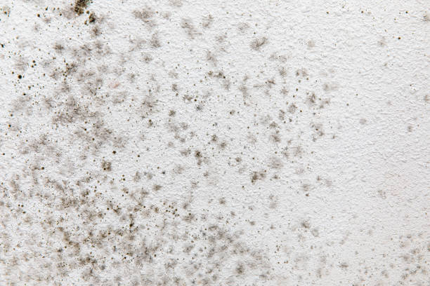 Best Comprehensive Air Testing for Mold Contaminants  in Liverpool, NY